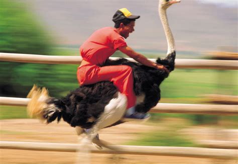 person riding an ostrich.